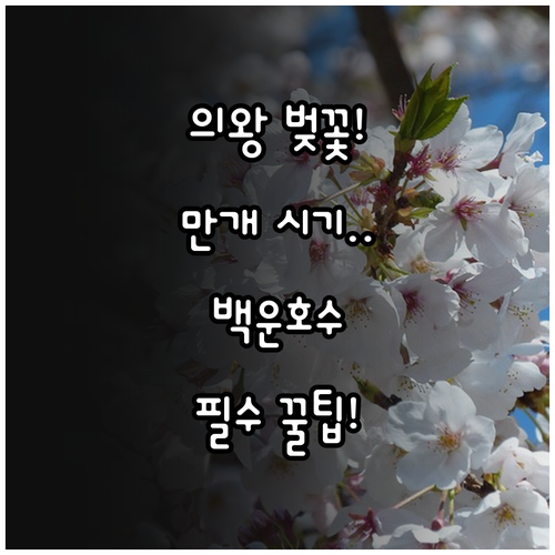 의왕 벚꽃 개화 및 만개 시기 총정리..