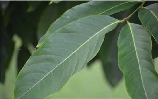 바나바리프-효능