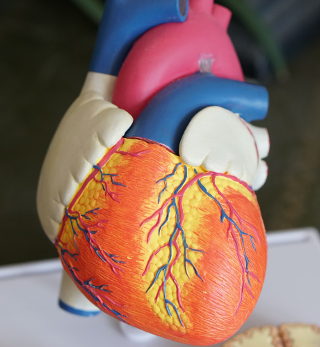 비오틴 효능 : 심장