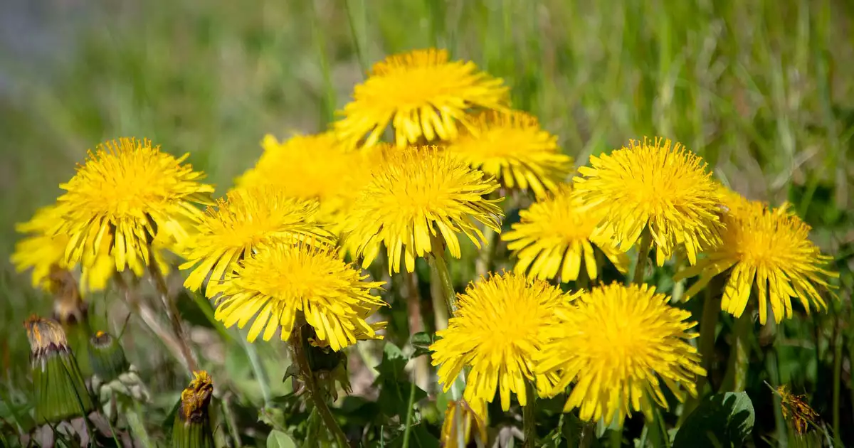 노란색봄꽃-민들레