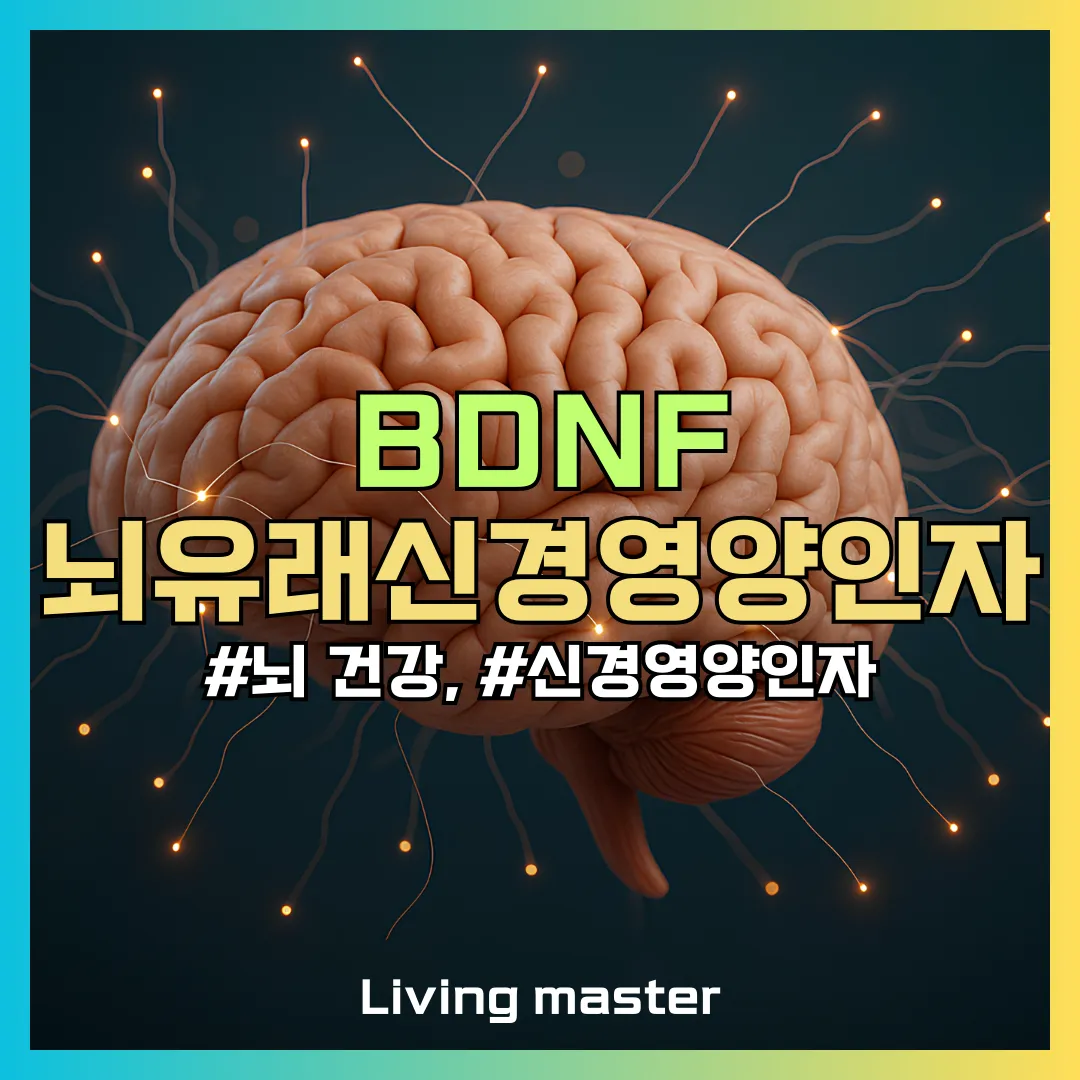 BDNF를 아시나요? 뇌 기능을 좌우하는 뇌유래신경영양인자