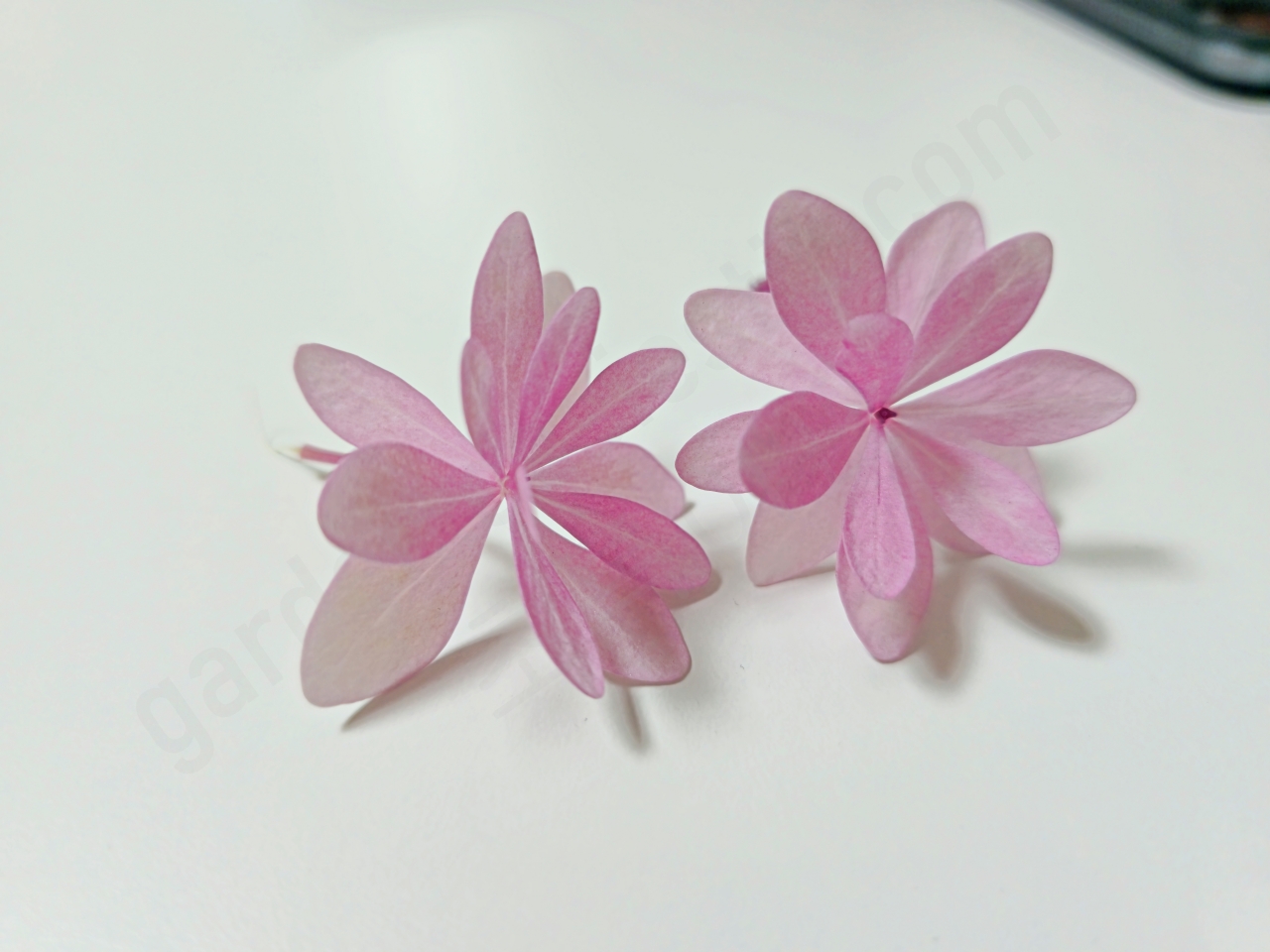 압화를 만들 별수국 꽃