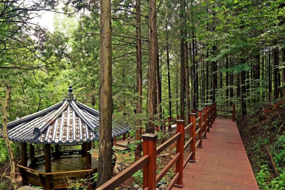 공기마을 편백나무숲