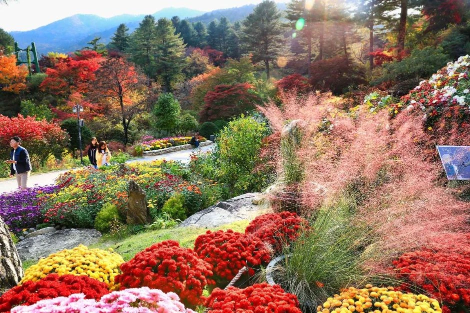 아침고요수목원 국화전시회