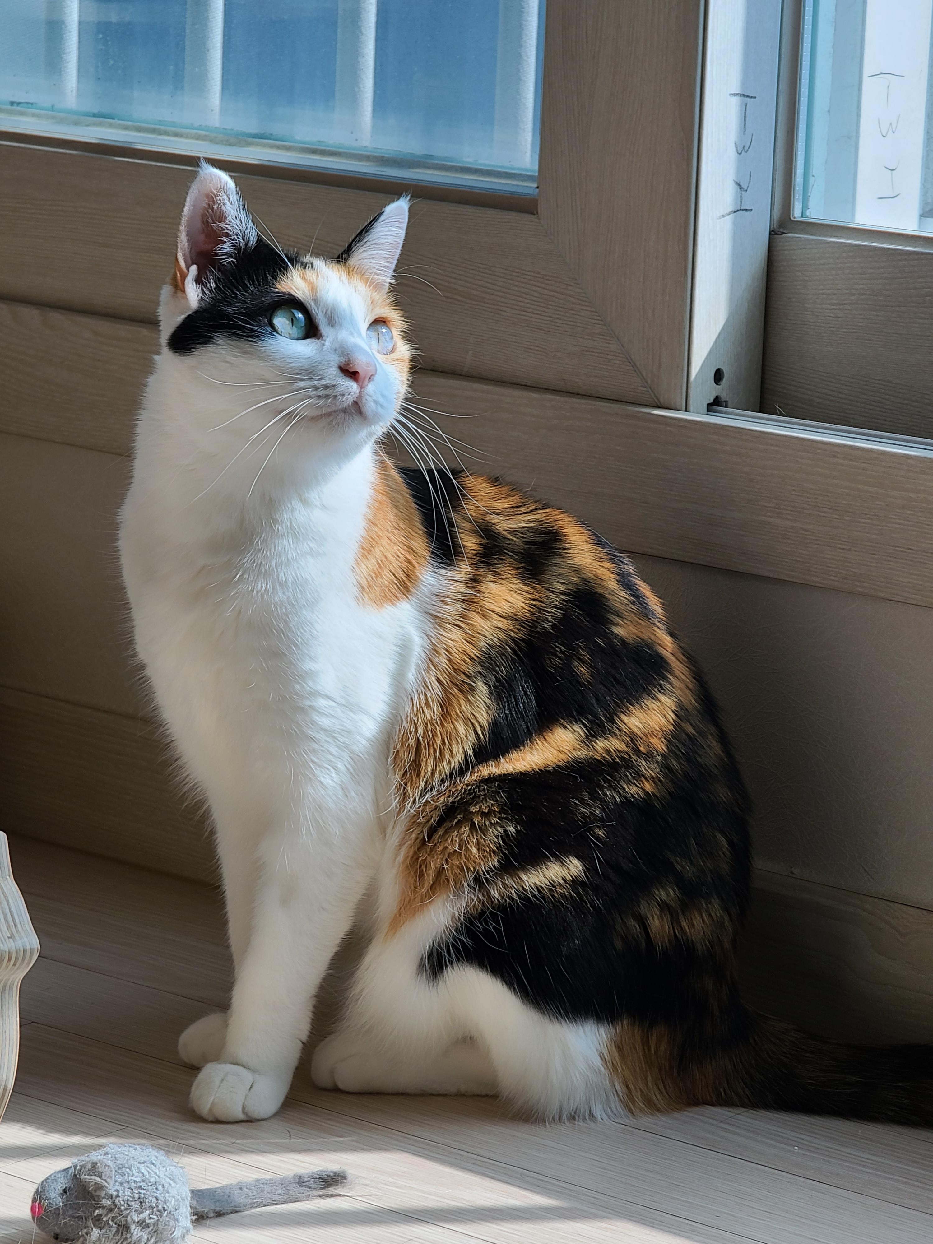 우리집 아홉냥이의 고양이 종류