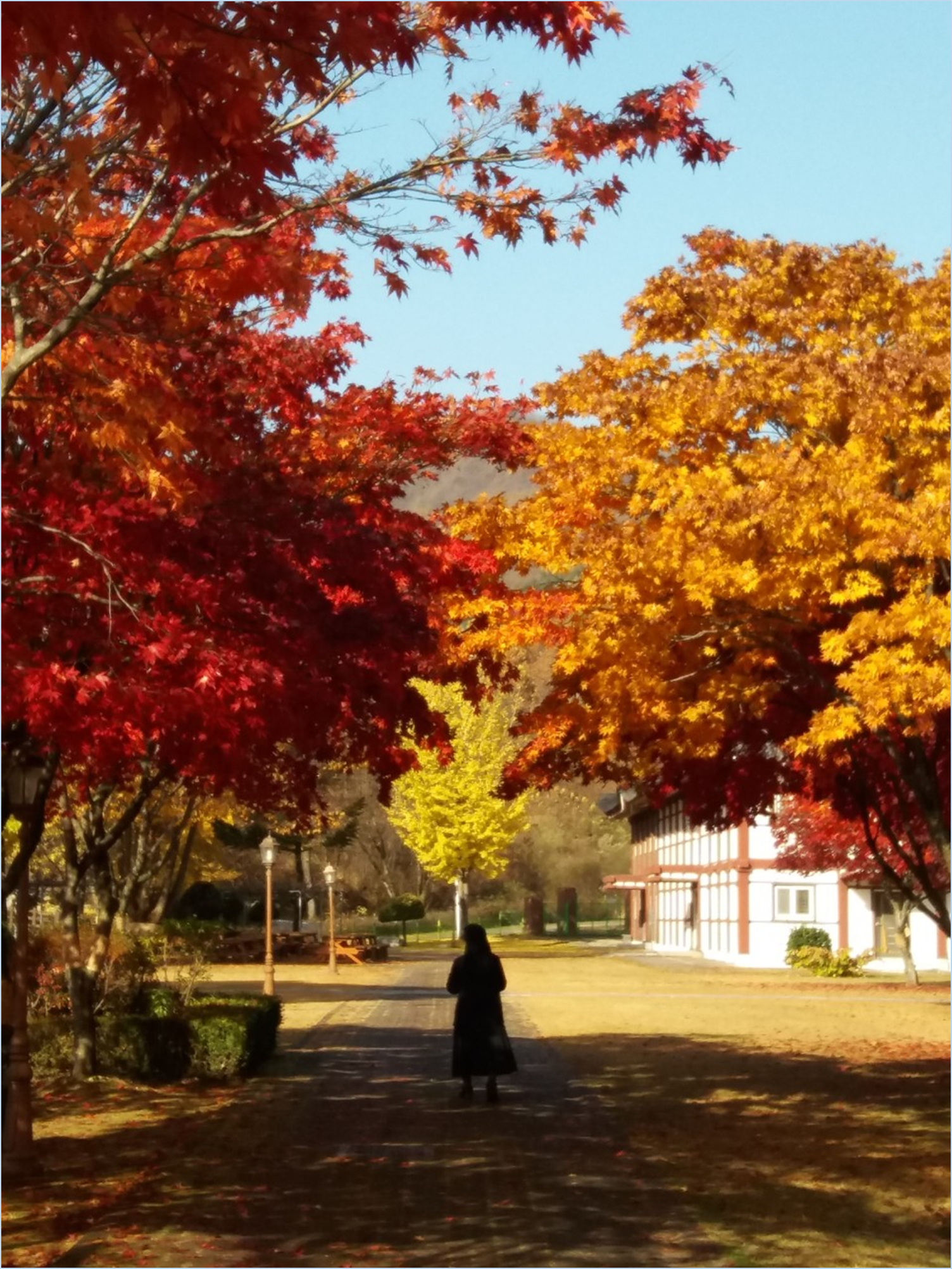 2023-가을-단풍축제-절정시기
