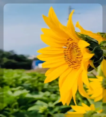 강주 해바라기 축제_1