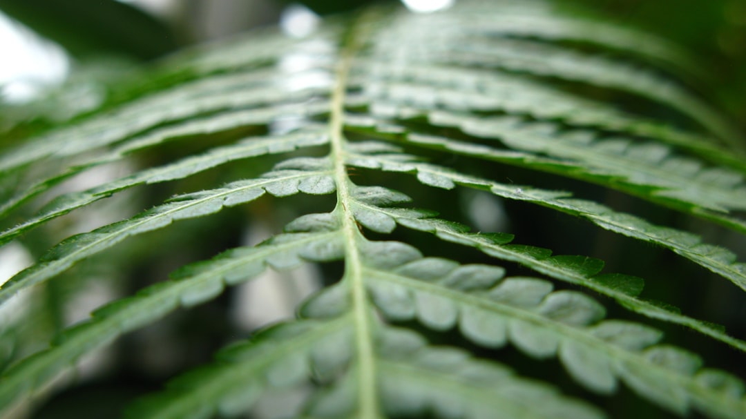 foliage