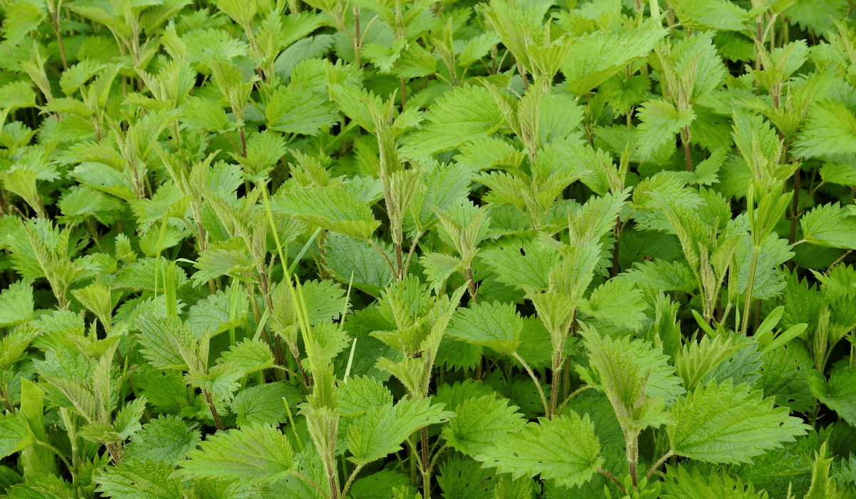 당뇨에_좋은_약초_7