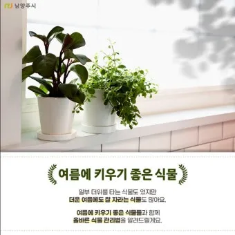 실내식물 여름철 관리 고온다습 통풍확보 물주기시간대 환기방법_2