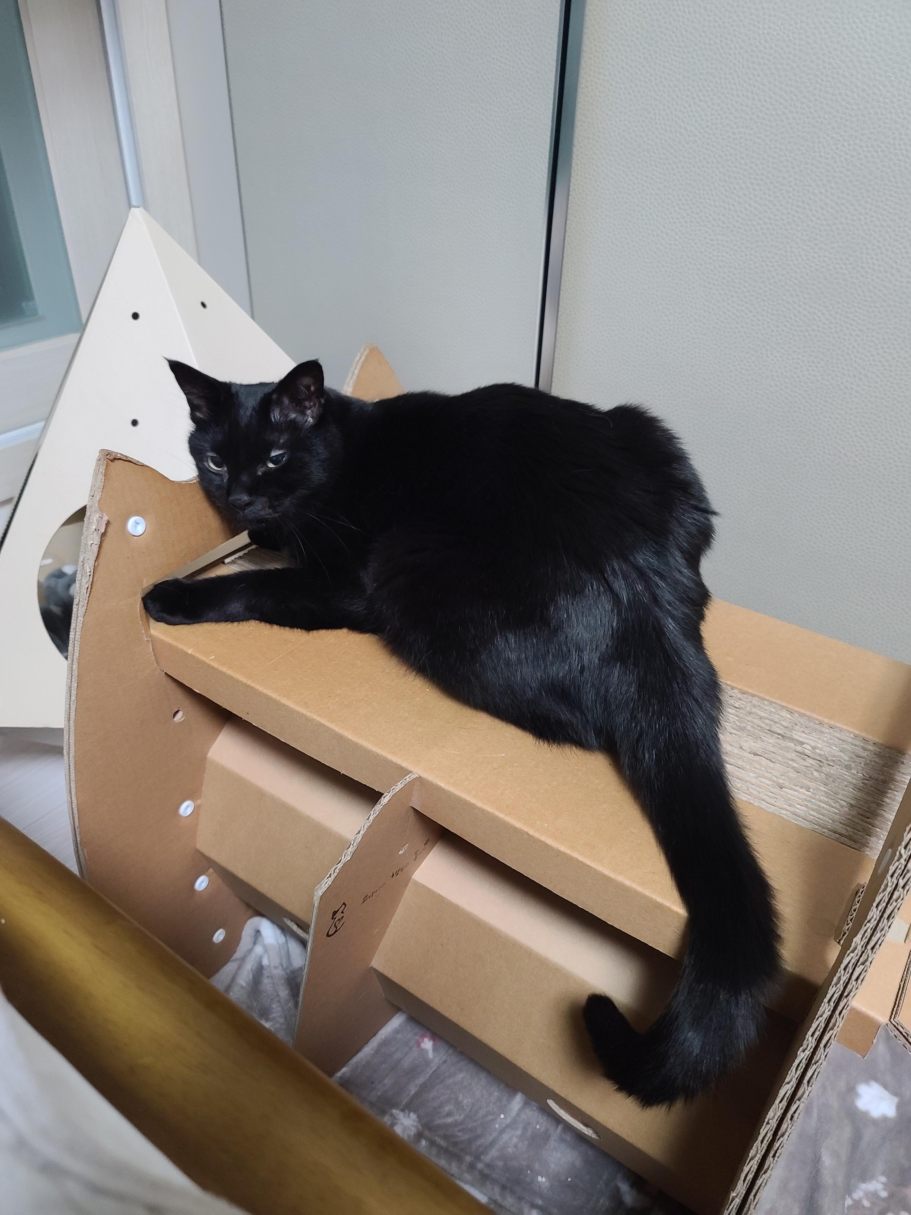 병원에서 돌아온 고양이들 상태.