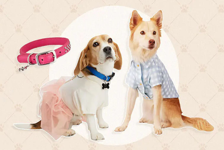강아지들의 최신 패션 트렌드 이미지