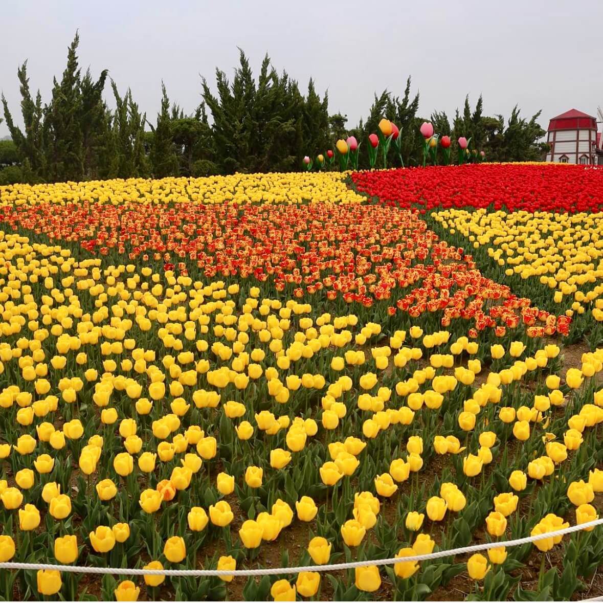 임자도 튤립축제기간