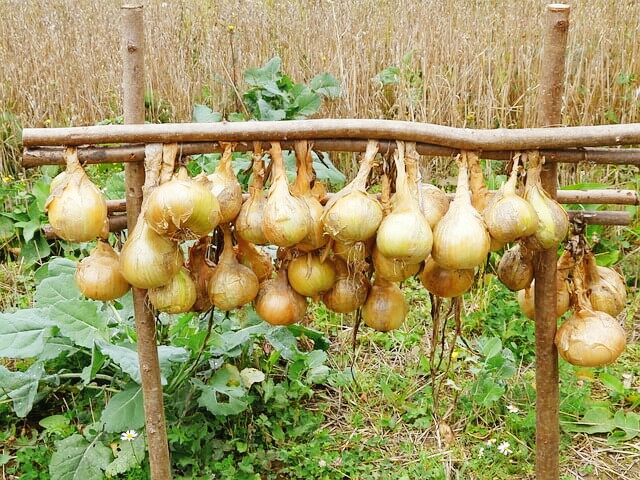 양파 보관법과 효능