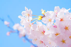 벚꽃개화시기 2024