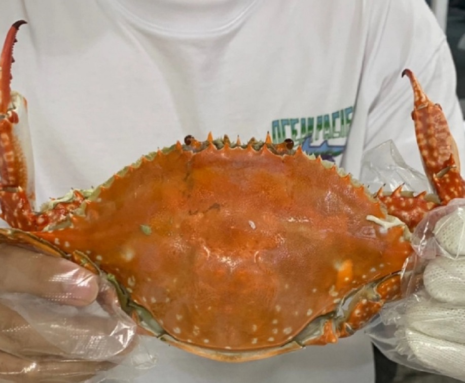 동네한바퀴-궁평항-꽃게-부부-진주네