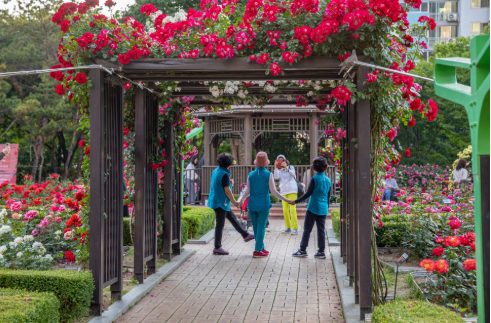 대구 이곡 장미공원 장미축제