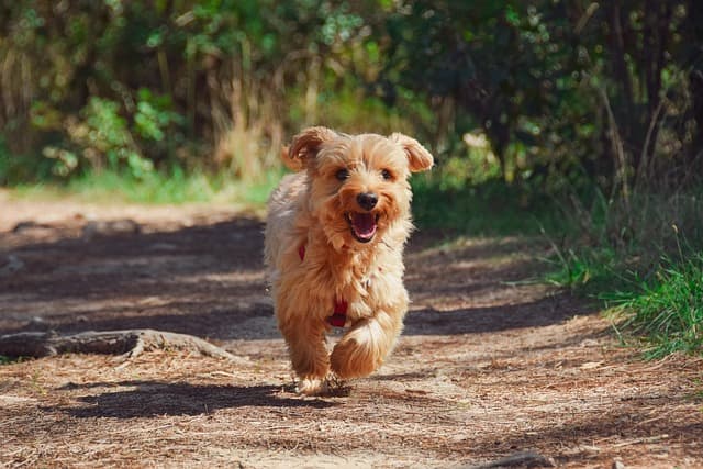 canine atopic dermatitis