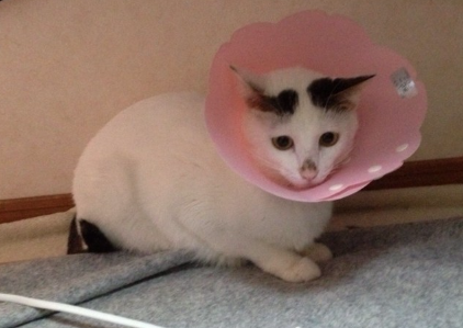 엘리자베스 컬러를 하고 있는 고양이.