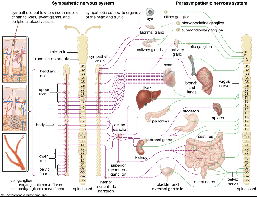 척추의 각 분절마다 여러 기관들이 연결되어 있는 모습이다.