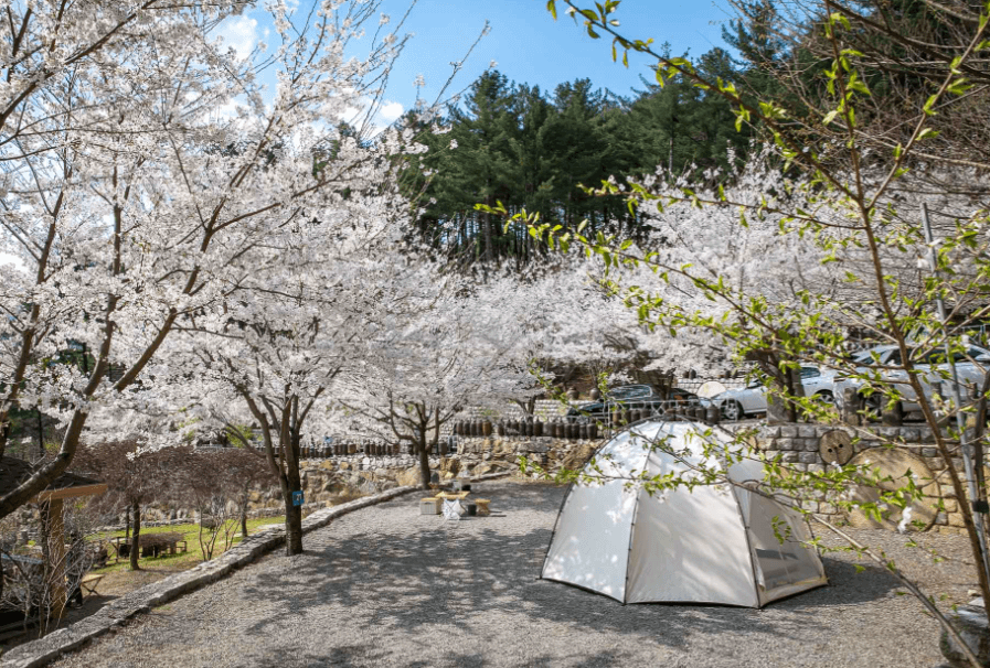 꽃구경 가볼만한 곳