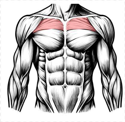 노년기 건강 – 근육 유지와 낙상 예방