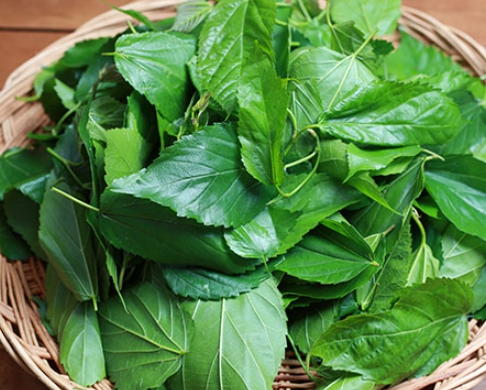 한국의 떡 종류 고치떡-뽕잎