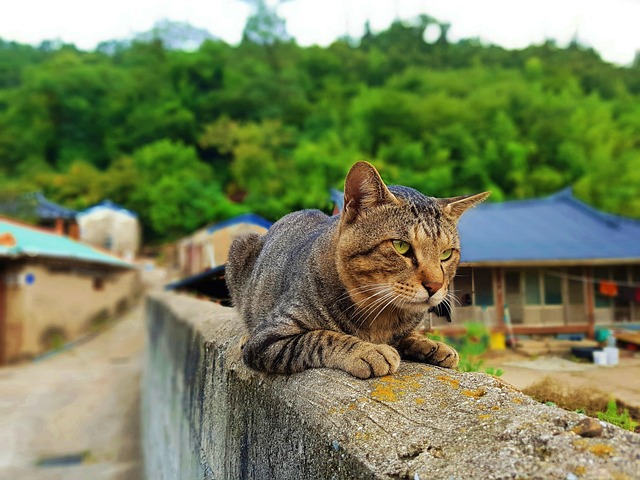 고양이 화장실 사용 훈련법에 대해 알아보자