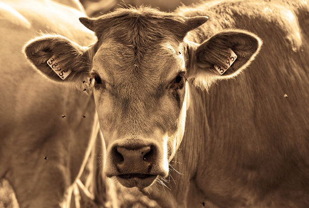 2024년 갑진년 소띠 운세 