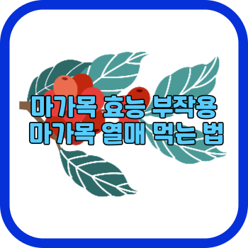 마가목 효능 부작용 마가목 열매 먹는 법