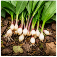 충남 청양 산마늘 울릉산채원