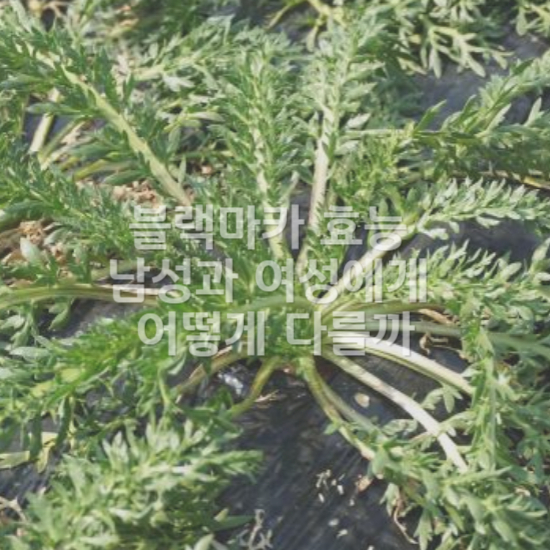 여성에게 좋은 블랙마카 효능2