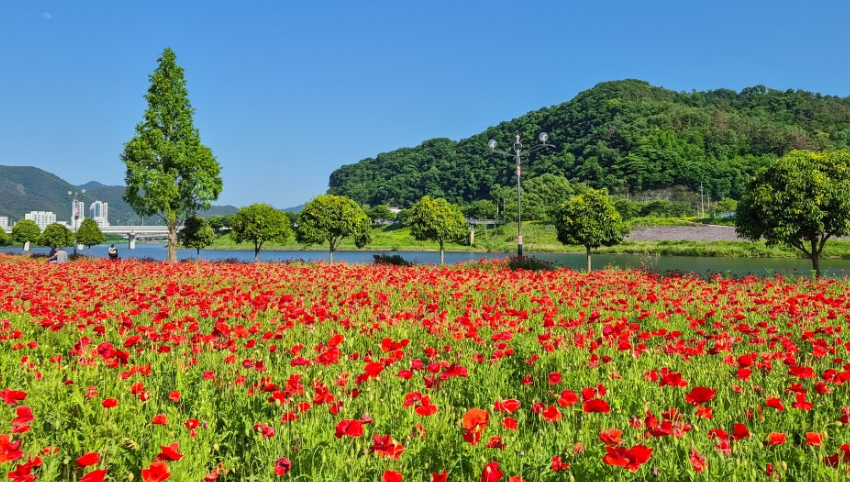 밀양강 둔치공원 양귀비꽃밭 사진