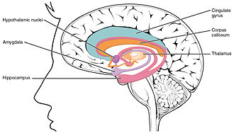 변연계의 해부학적 위치, 기능, 역할, 조절, 의미