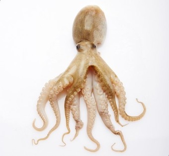 서천주꾸미축제