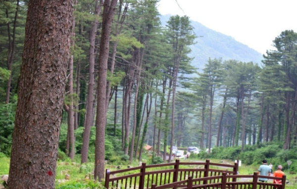 가평 잣향기푸른숲