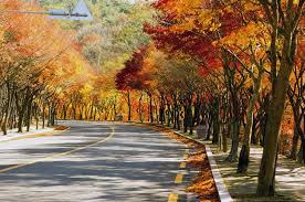 팔공산 단풍 명소