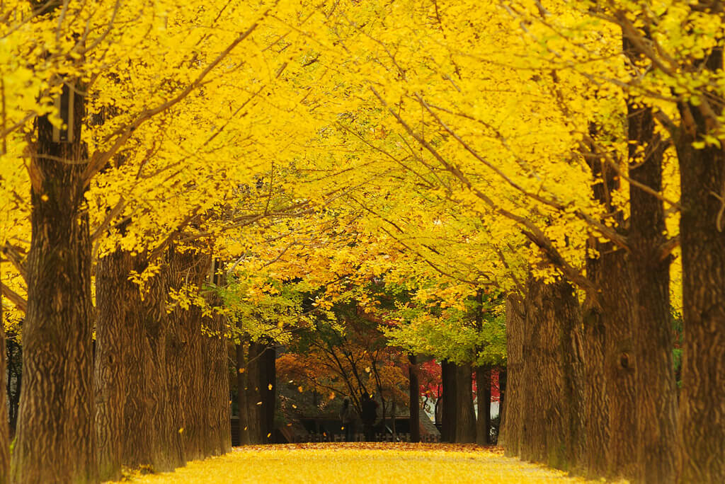서울근교 단풍명소 추천