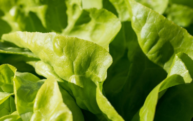 저탄고지 아침 식단