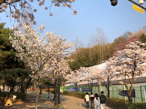 자유공원 벚꽃2