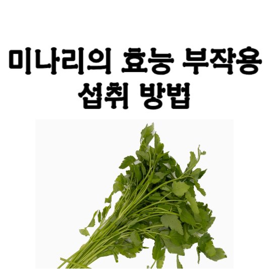 미나리의 효능과 부작용과 섭취방법
