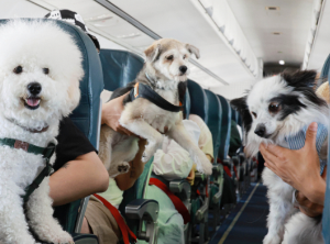 여행가는 달 철도 및 항공 카셰어링 할인
