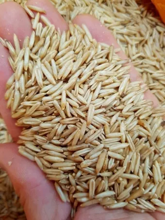 귀리 재배 봄 파종 배수 관리 비료량 조절_11