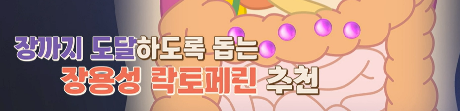 장용성 락토페린 추천