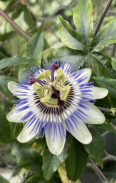 가든스 바이 더 베이 클라우드 포레스트