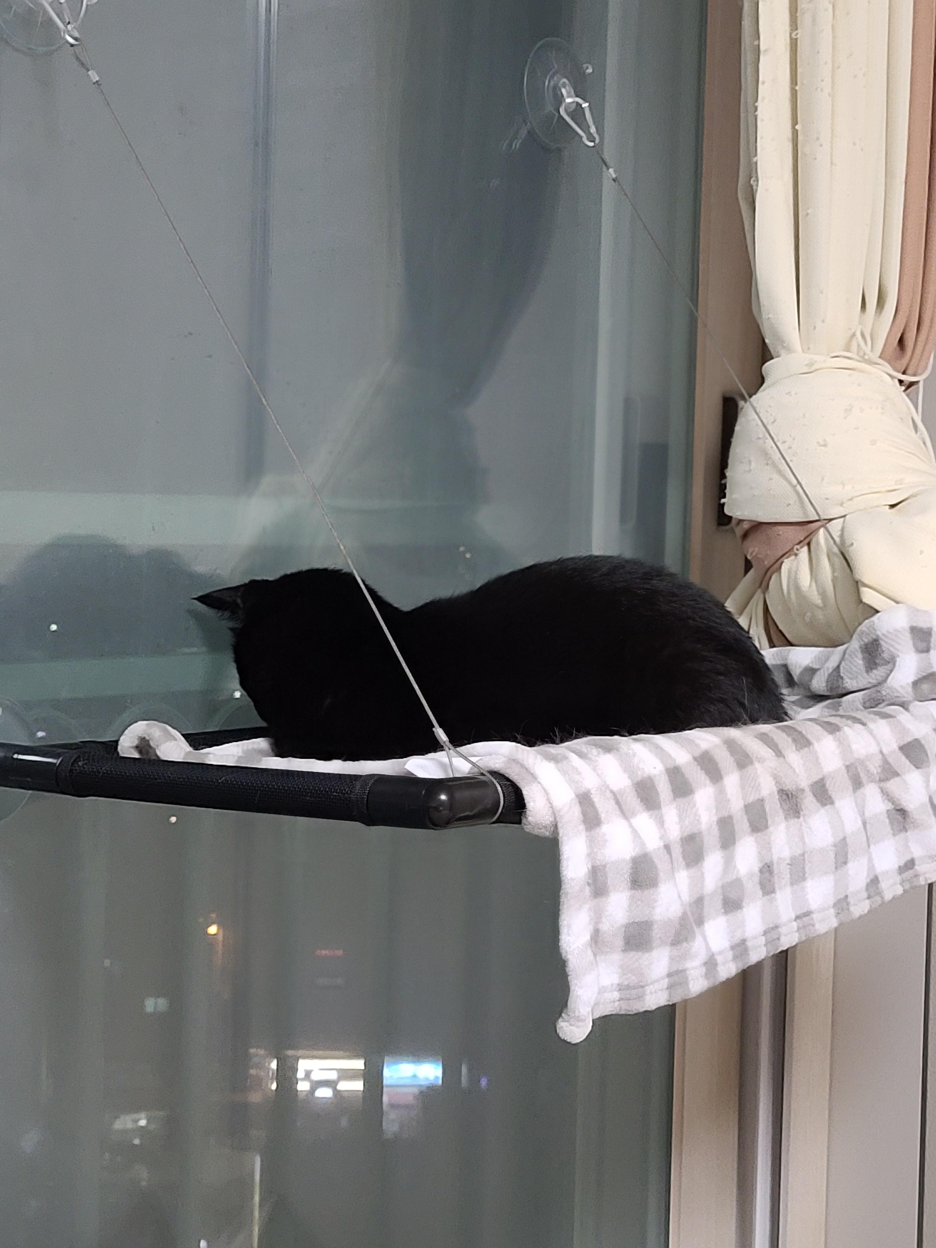 집사의 포커페이스의 중요성(feat. 창밖보는 멋쟁이 건이)