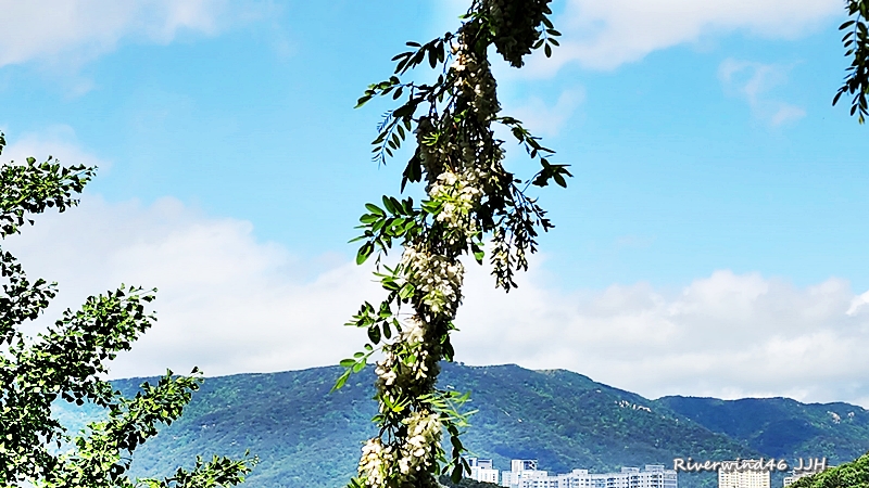 아까시 꽃