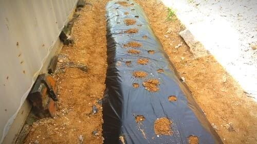 곰취재배-종자-파종방법-심는방법