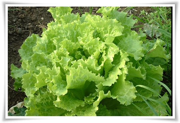 텃밭관리 "2월에 심는 텃밭 작물" 슬기로운 전원생활 가이드!