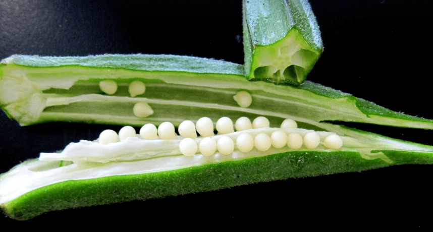 오크라 사진 - 6